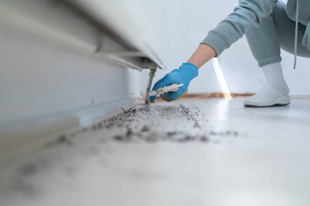 Best Rat Extermination Near Me  in Nettleton, MS